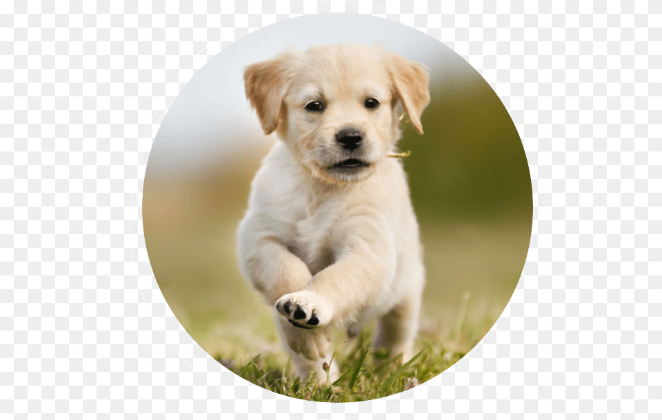 Lap Dog Puppies, Animal, Canine, Mammal, Pet Png