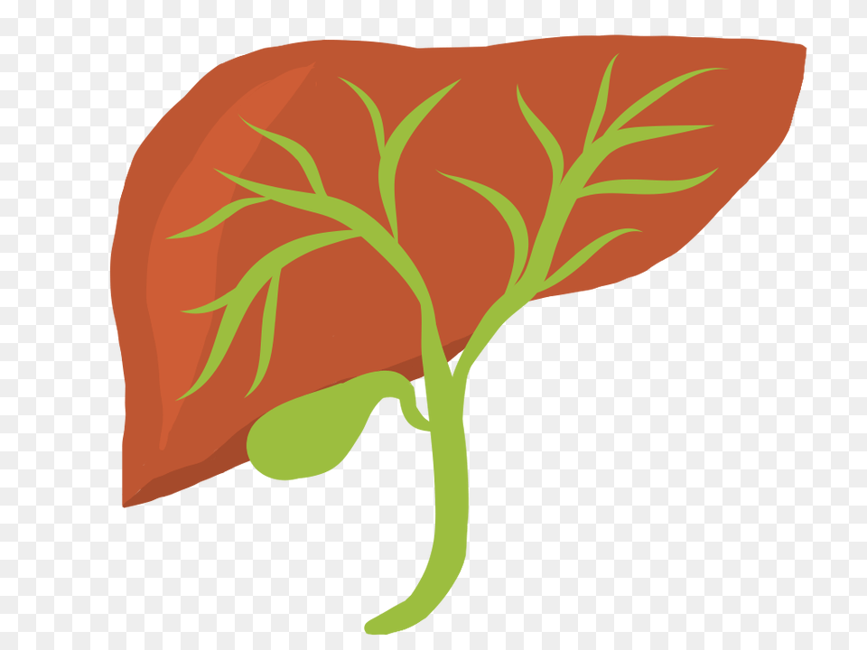 Laparoscopic Cholecystectomy, Leaf, Plant, Herbal, Herbs Png