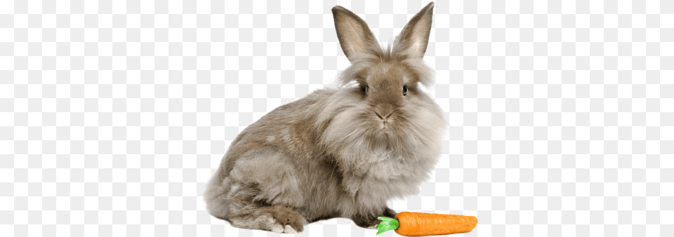 Lapinrabbittubespng Lionhead Rabbits The Complete Owner39s Guide To Lionhead, Animal, Mammal, Rabbit, Rodent Free Png Download