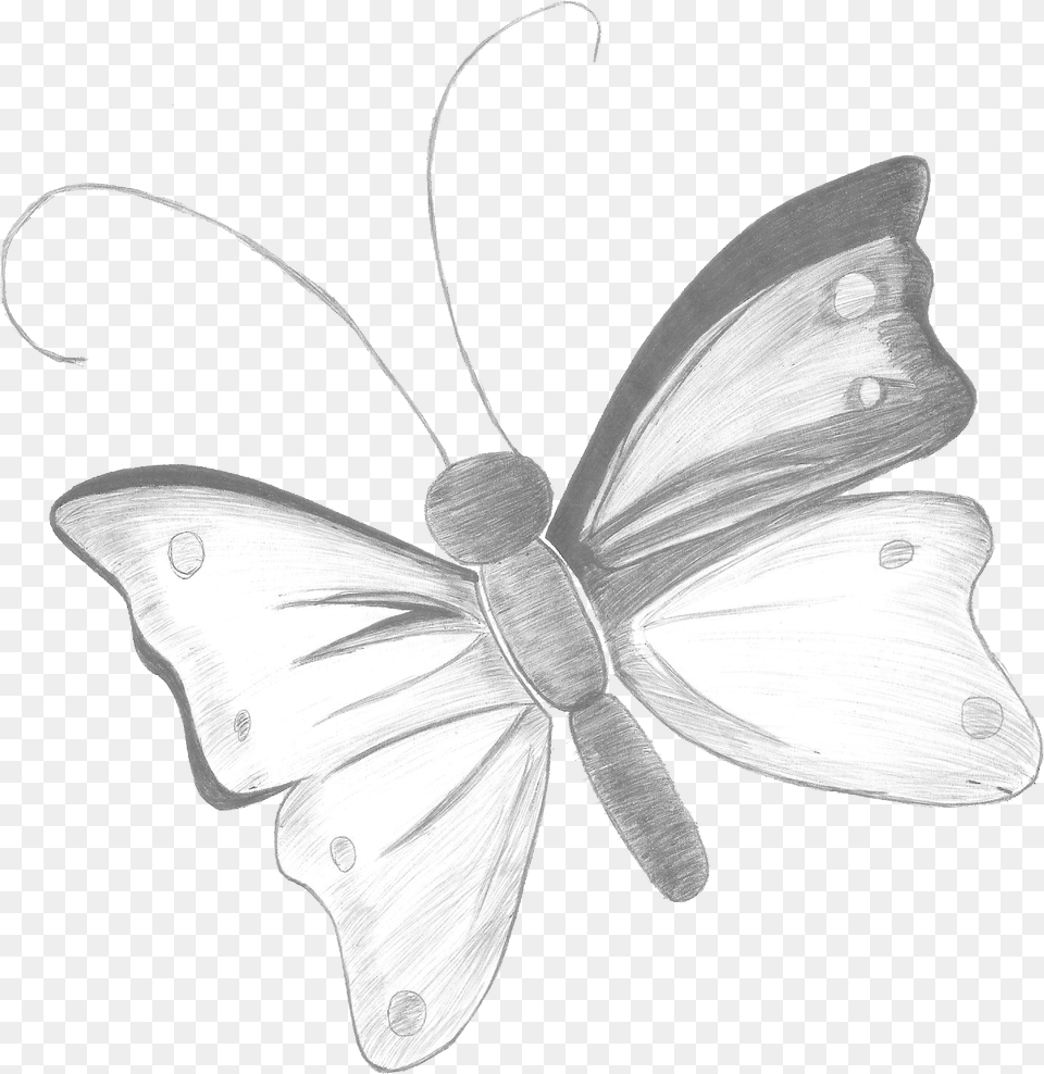 Lapiz Brush Footed Butterfly, Art, Drawing, Animal, Insect Png