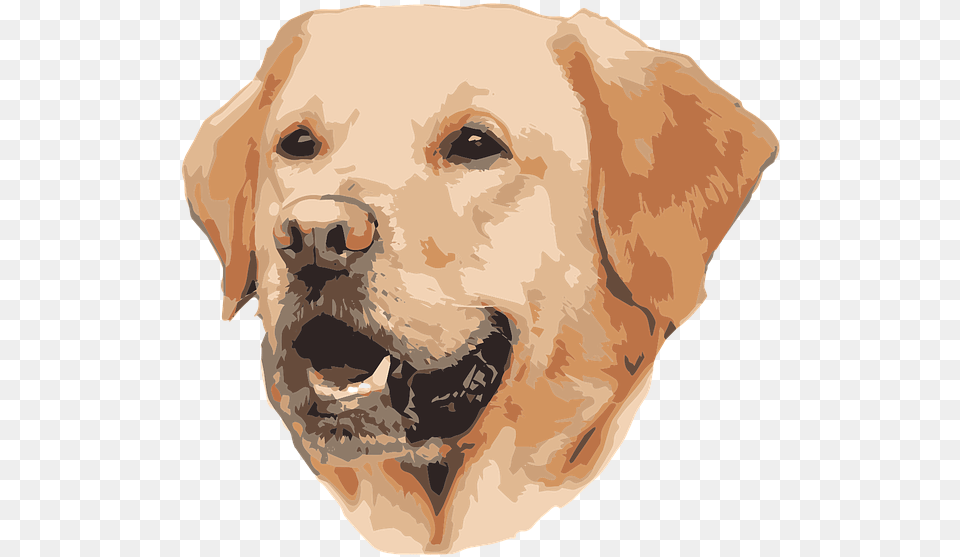 Lapter Dog, Person, Animal, Canine, Mammal Free Png Download