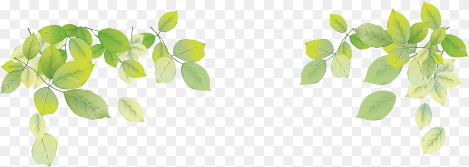 Laptop Leaf Desktop Wallpaper Leaf Transparent Leaf Background Images, Green, Plant, Vine, Herbal Png