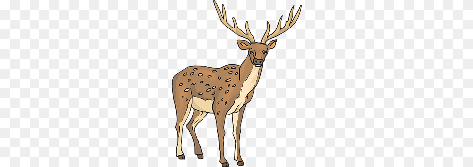 Large Animal, Deer, Mammal, Wildlife Free Png Download