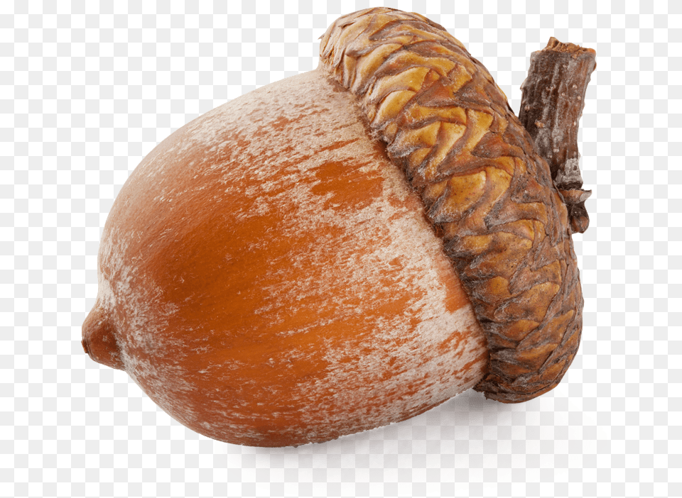 Large Acorn, Food, Nut, Plant, Produce Free Png Download