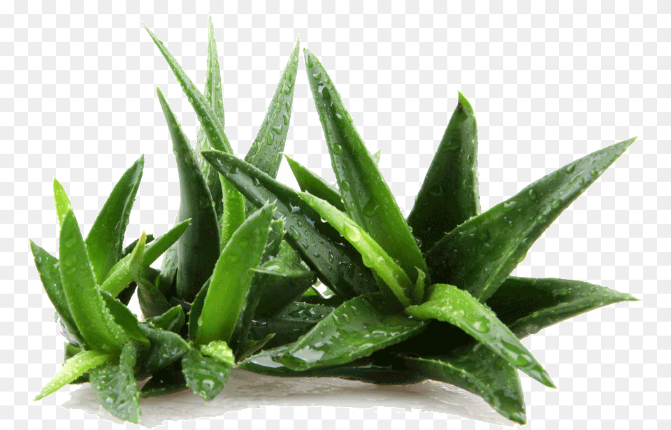 Large Aloe Vera Eatonslater Parts Of Aloe Vera, Plant Free Png