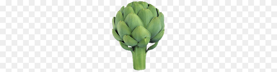 Large Artichoke, Food, Produce, Plant, Vegetable Free Png