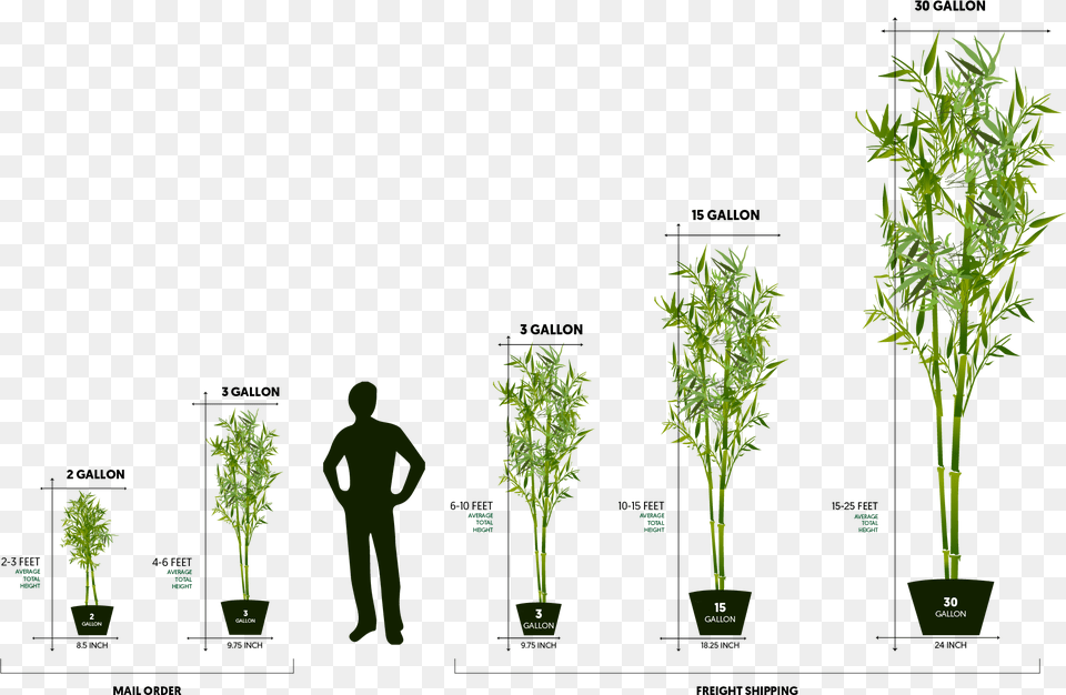 Large Bamboo, Food, Plant, Seasoning, Adult Free Png Download