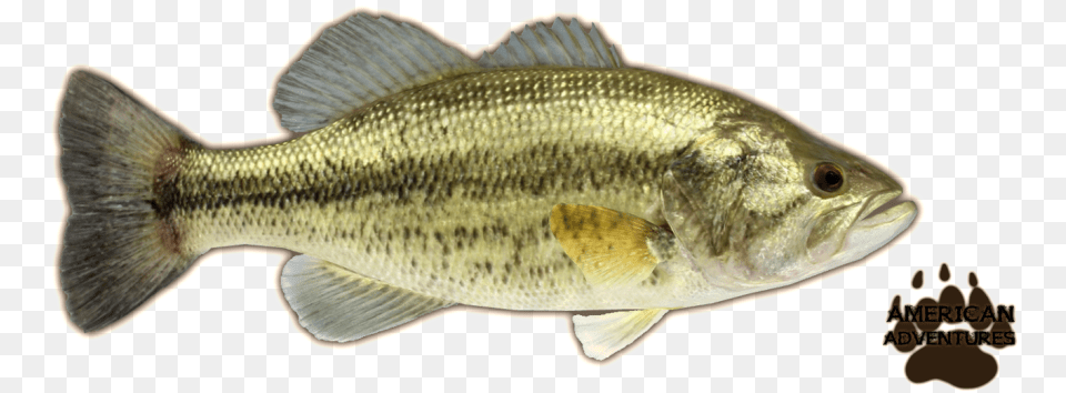 Large Bass, Animal, Fish, Sea Life, Perch Free Transparent Png