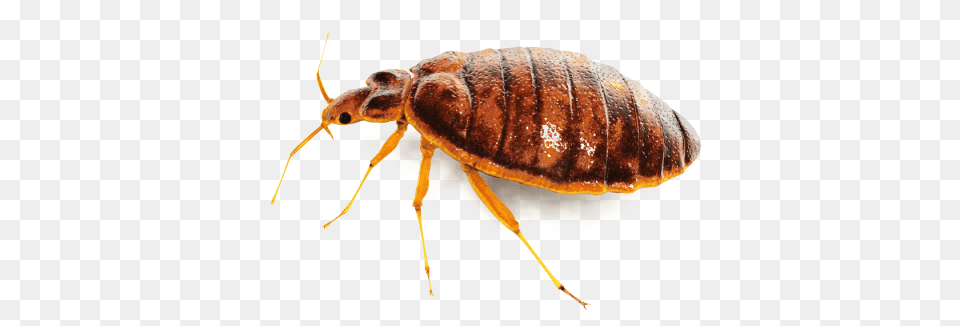 Large Bed Bug, Animal, Insect, Invertebrate Png