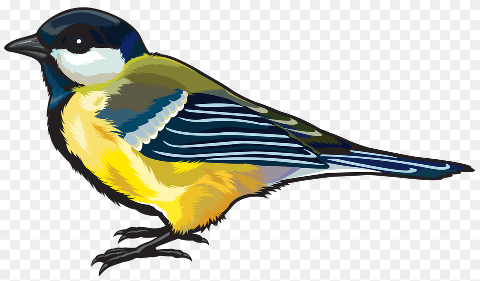 Large Bird Clipart, Animal, Finch, Jay Free Png Download