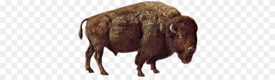 Large Bison, Animal, Buffalo, Mammal, Wildlife Png Image