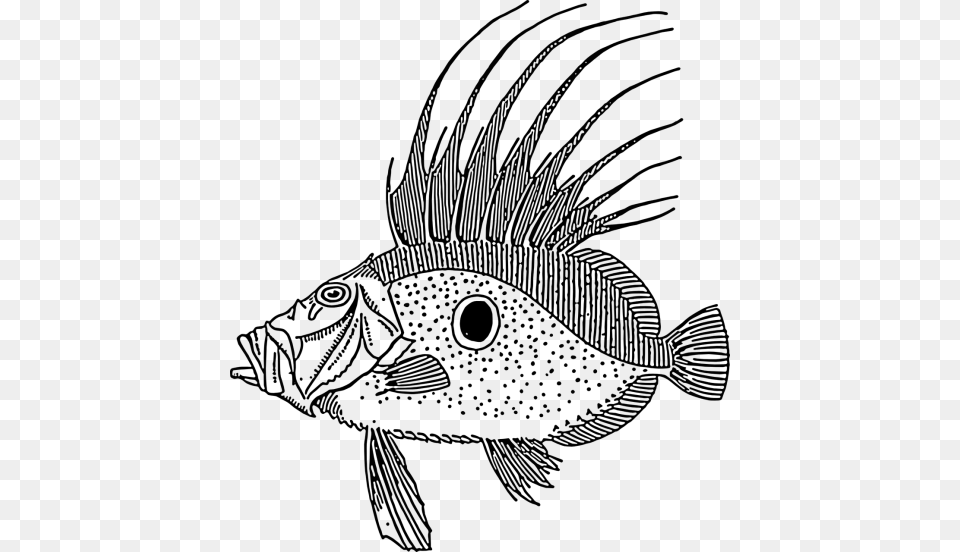Large Black And White Fish, Gray Free Png