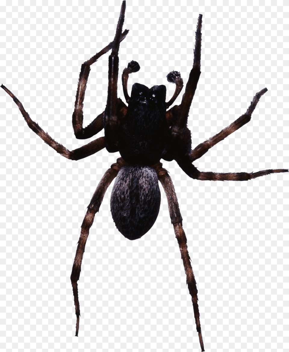 Large Black Spider Spider, Animal, Invertebrate Free Png