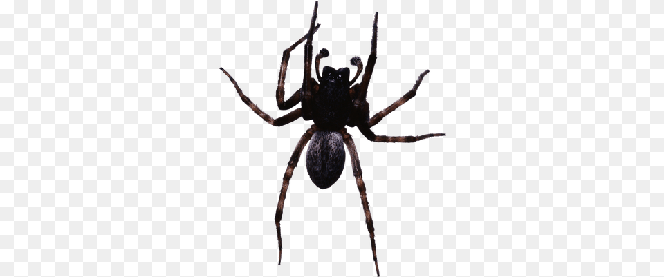 Large Black Spider Spiders In Astoria Oregon, Animal, Invertebrate Png Image
