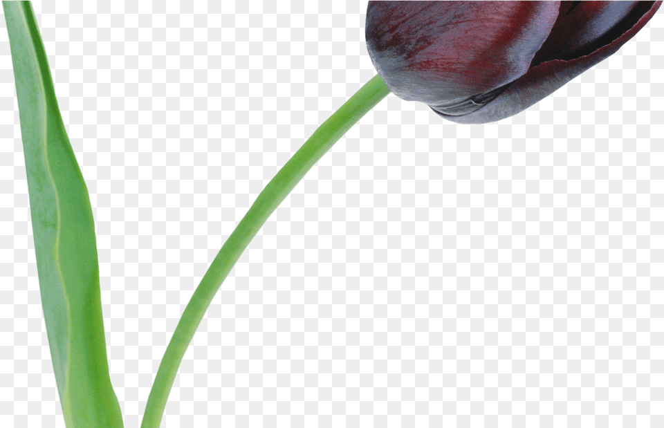 Large Black Tulip Clipart Flower Tulip Rose, Plant Png