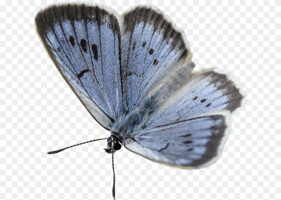 Large Blue, Animal, Insect, Invertebrate, Butterfly Png Image