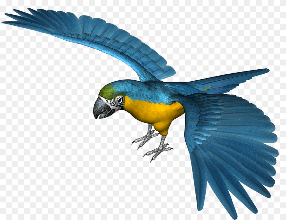 Large Blue Parrot, Animal, Bird, Macaw Png