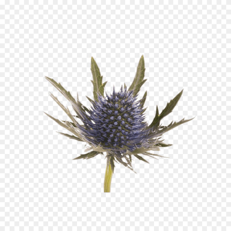 Large Blue Thistle, Flower, Plant, Food, Fruit Free Transparent Png