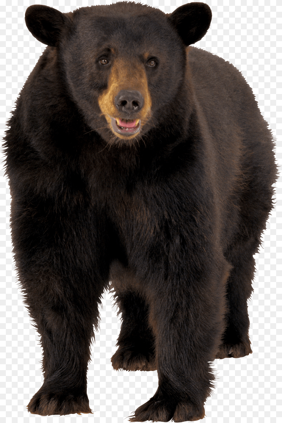 Large Brown Bear, Animal, Mammal, Wildlife, Black Bear Png