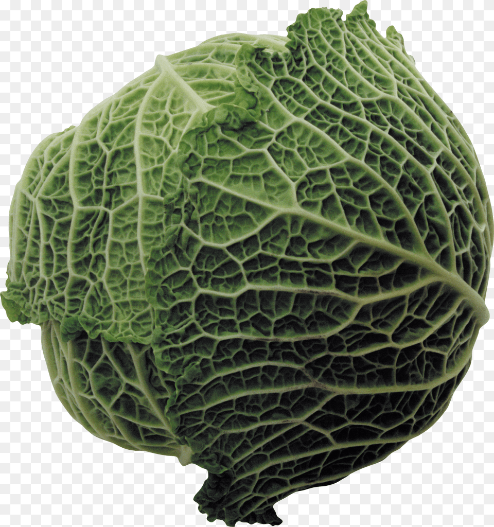 Large Cabbage, Food, Leafy Green Vegetable, Plant, Produce Png