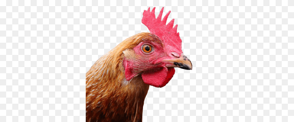 Large Chicken Head, Animal, Bird, Fowl, Poultry Free Transparent Png