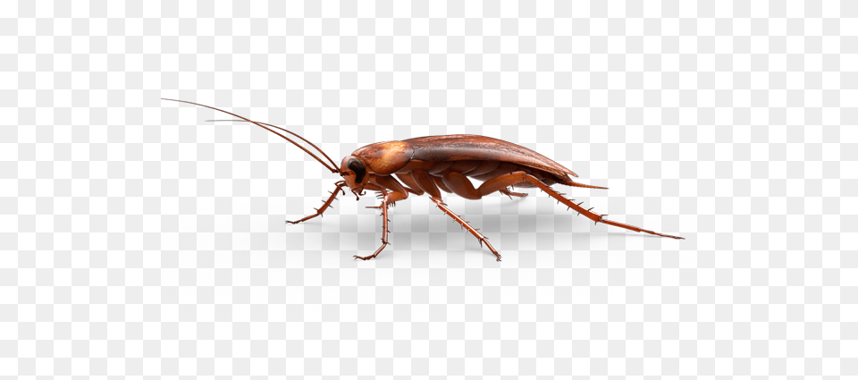 Large Cockroach, Animal, Insect, Invertebrate Png