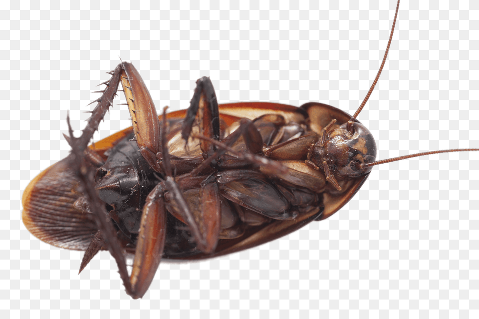 Large Cockroach On Its Back, Animal, Insect, Invertebrate Free Png