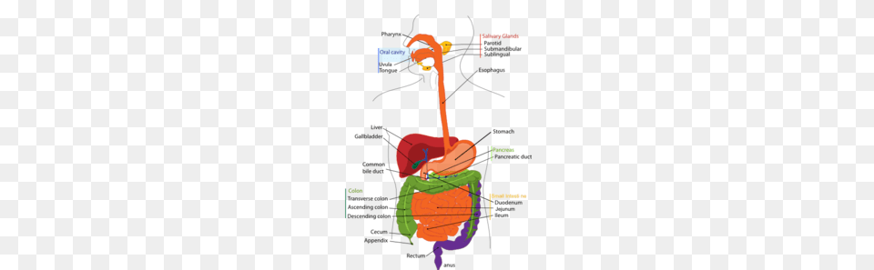 Large Digestive System Clip Art, Bow, Weapon Free Transparent Png