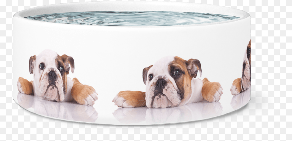 Large Dog Bowl English Bulldogs Designer Dog Bowls Boxer, Animal, Canine, Mammal, Pet Png