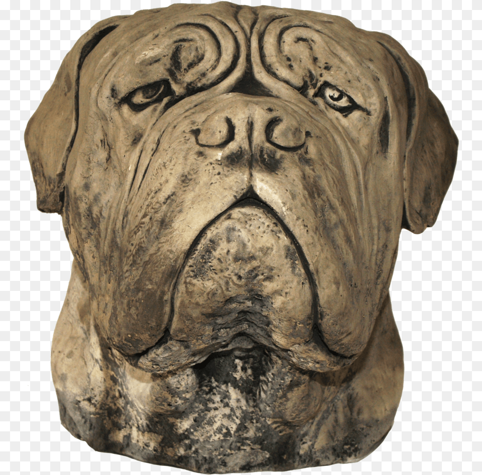 Large Dog Head Download Bullmastiff, Animal, Lion, Mammal, Wildlife Png