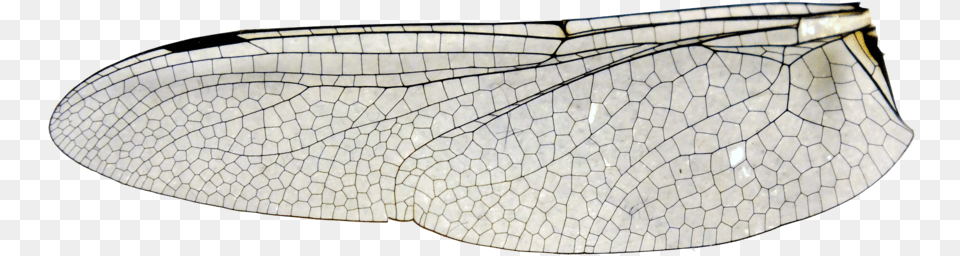 Large Dragonfly Wing Stock Insect Wing Transparent, Animal, Invertebrate Free Png Download