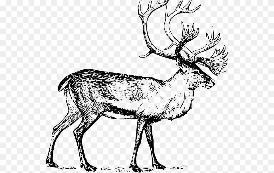 Large Drawing Walking Animal Antlers Caribou Caribou Clip Art, Deer, Mammal, Wildlife, Antelope Free Png Download