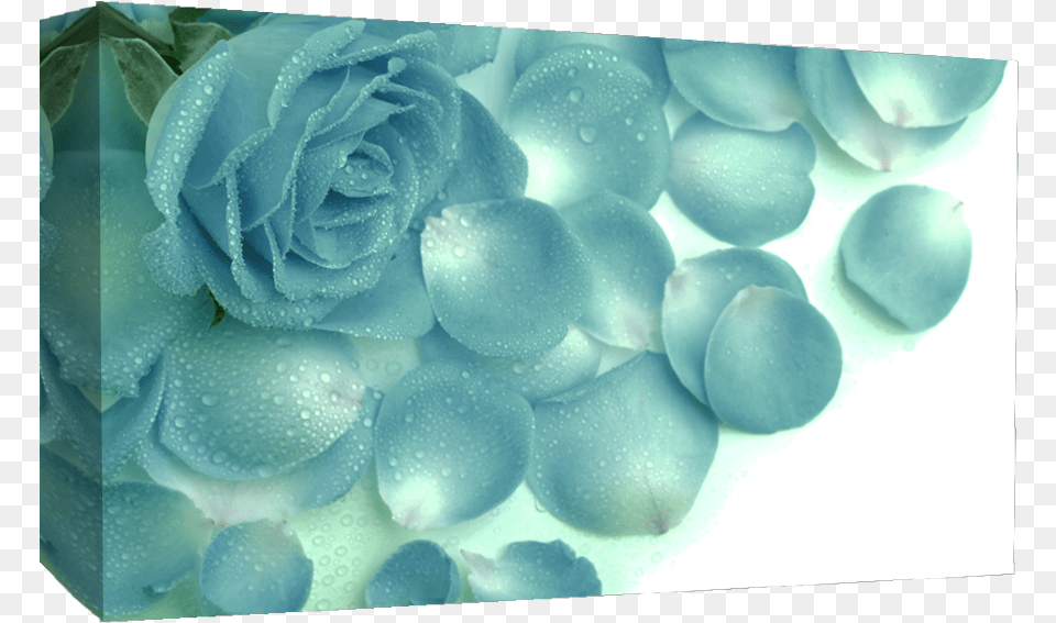 Large Duck Egg Blue Roses Raindrops Canvas Picture Love Hd Wallpapers Cute, Flower, Petal, Plant, Rose Free Transparent Png