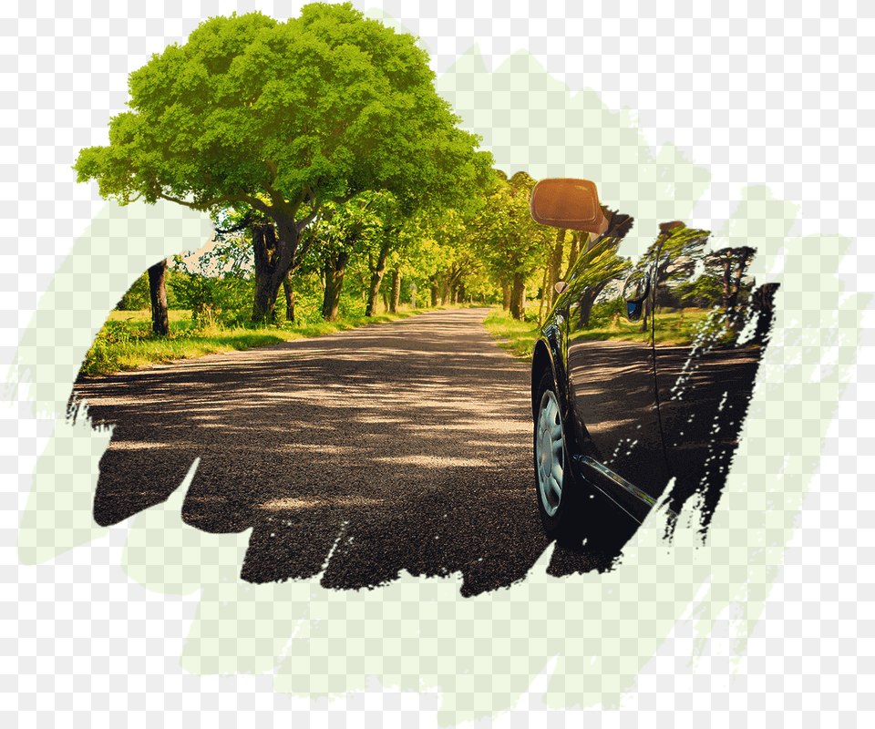 Large Evergreen Trees Australia, Alloy Wheel, Vehicle, Tree, Transportation Png