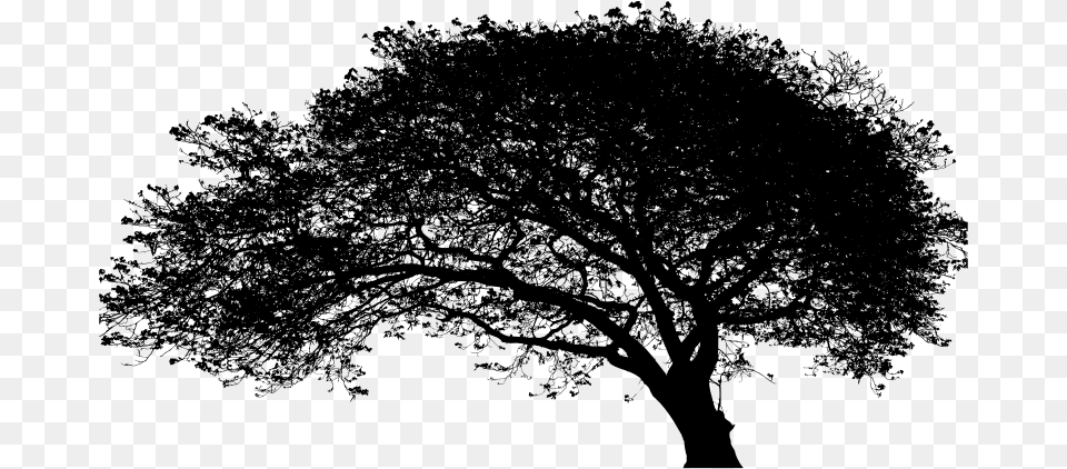 Large Expansive Tree Silhouette Oak, Gray Free Png Download