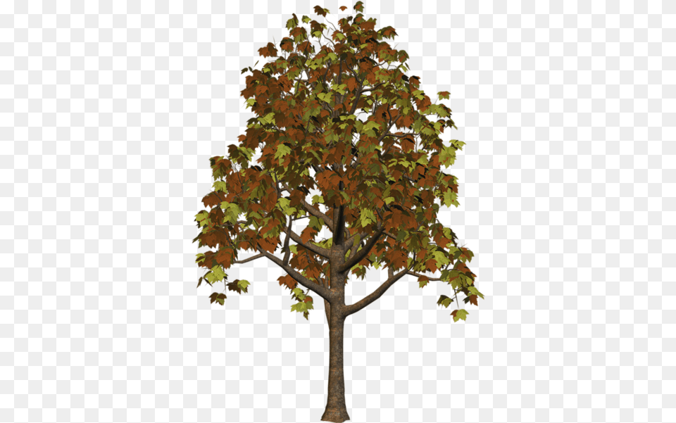 Large Fall Tree Clipart Tree, Leaf, Maple, Oak, Plant Free Png