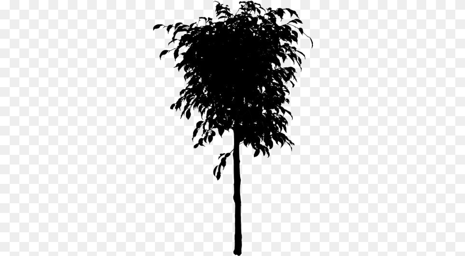 Large Ficus Tree Free Ficus Tree, Plant, Silhouette Png