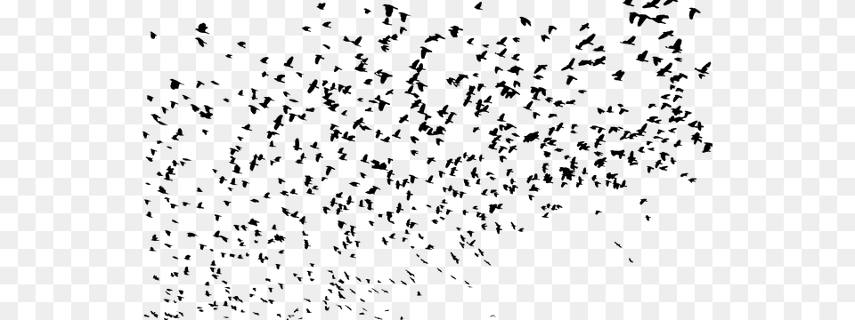 Large Flock Of Birds, Gray Free Png Download