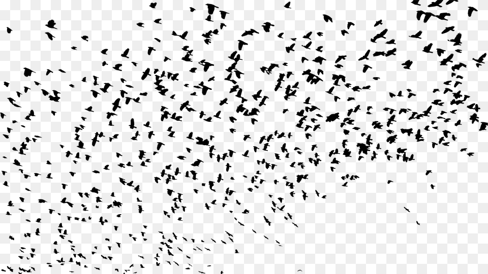 Large Flock Of Birds Silhouette Clip Arts Flock Of Birds, Gray Png