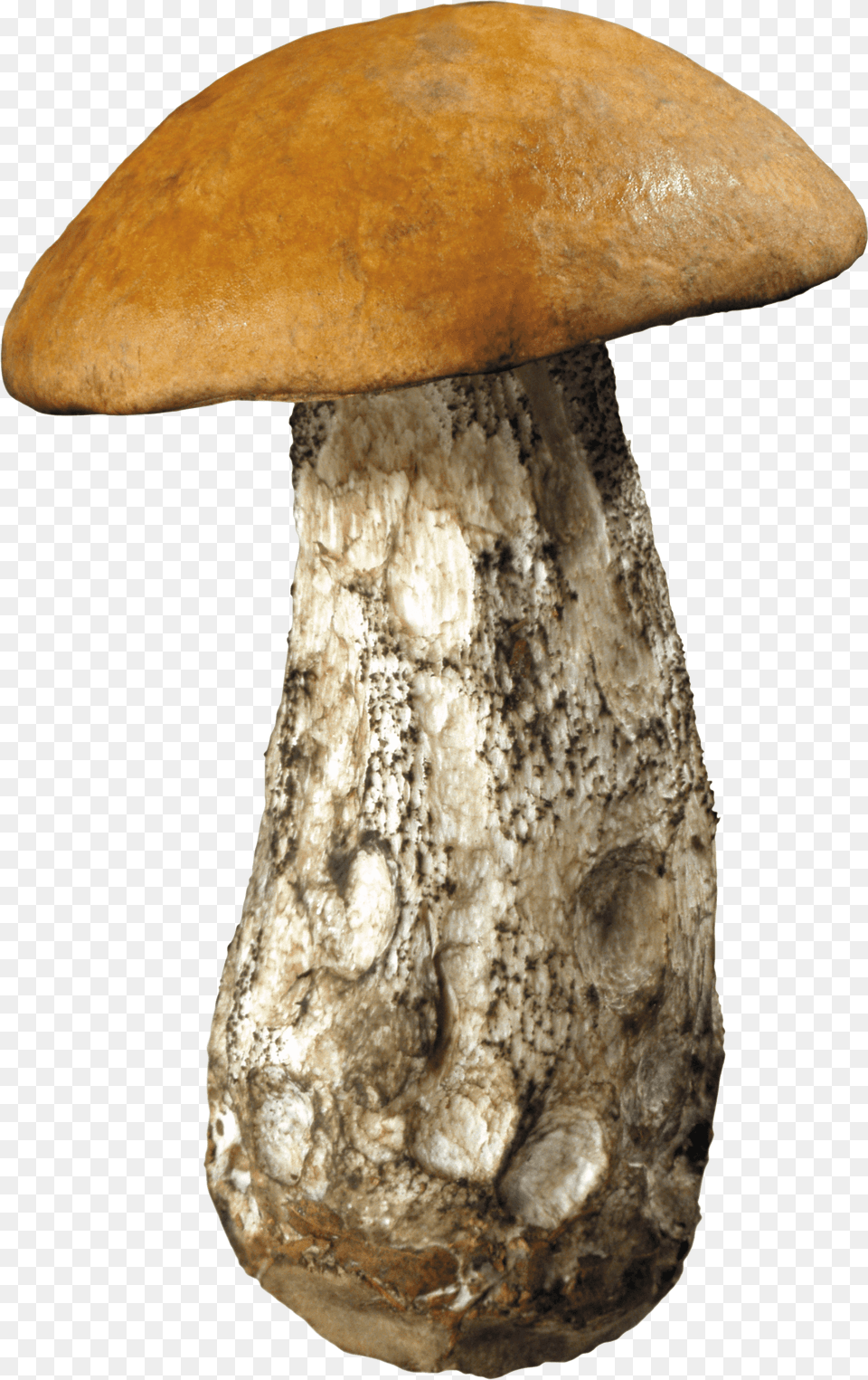 Large Forest Mushroom, Fungus, Plant, Agaric, Amanita Free Png