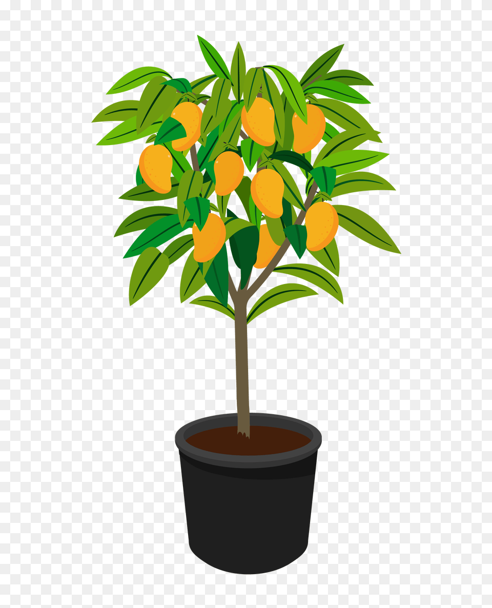 Large Fruit Tree Urban Abundance Flowerpot, Citrus Fruit, Food, Produce, Potted Plant Png Image