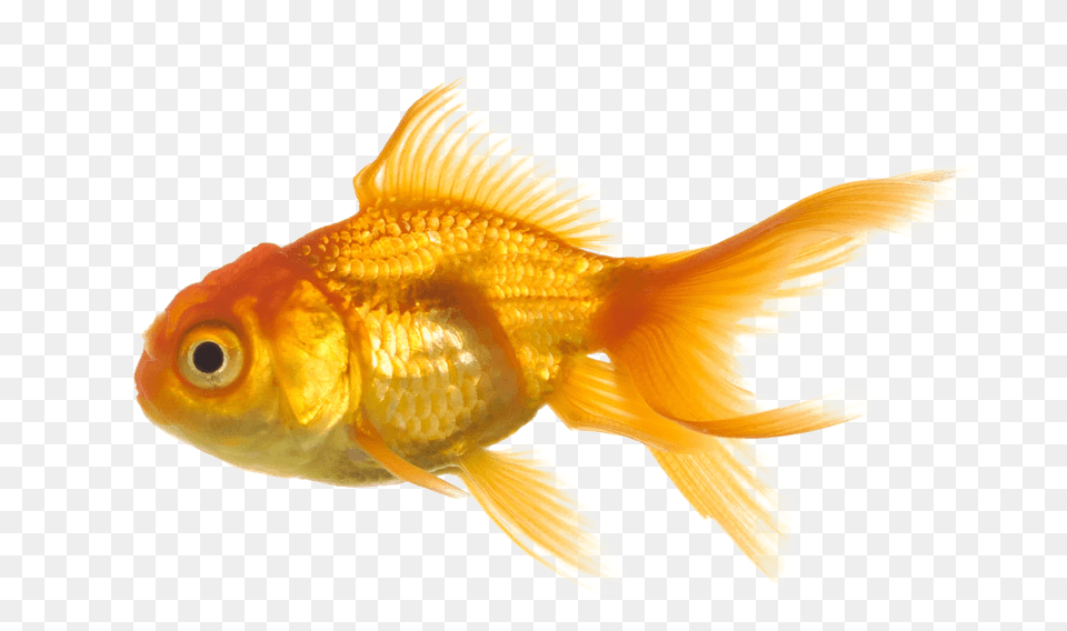 Large Gold Fish, Animal, Sea Life, Goldfish Free Transparent Png