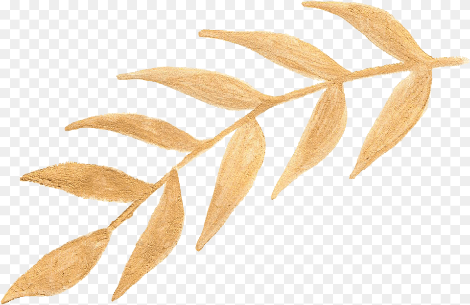 Large Gold Leaf Stem Russian Olive, Herbal, Herbs, Plant, Astragalus Free Png