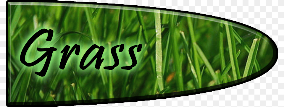 Large Green Grass, Vegetation, Plant, Woodland, Tree Png