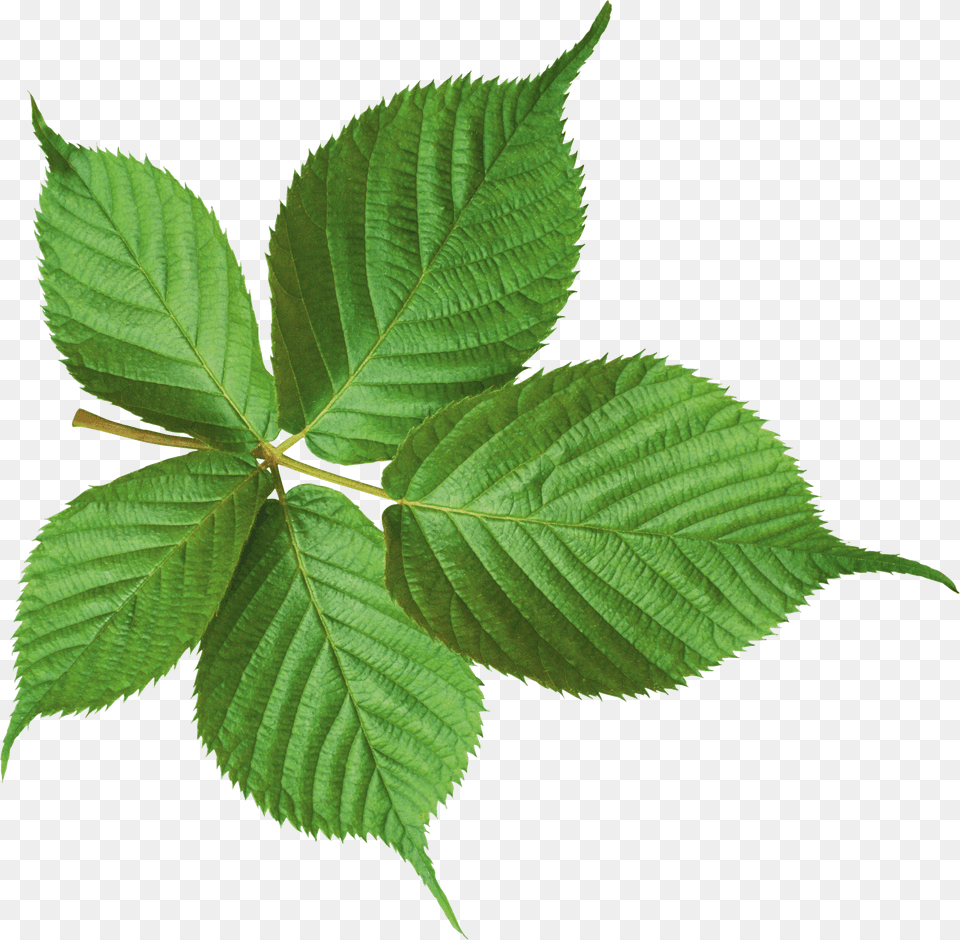 Large Green Leaf, Plant, Grass, Herbal, Herbs Free Png