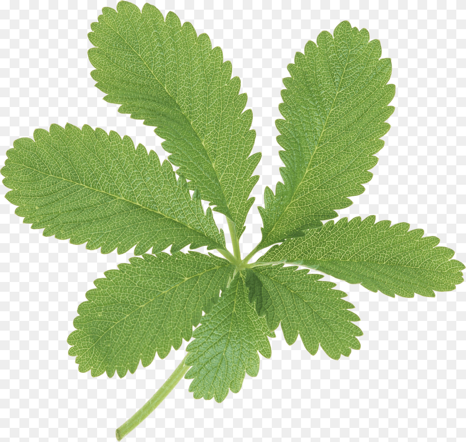 Large Green Leaves Clip Art, Herbal, Herbs, Leaf, Plant Png Image