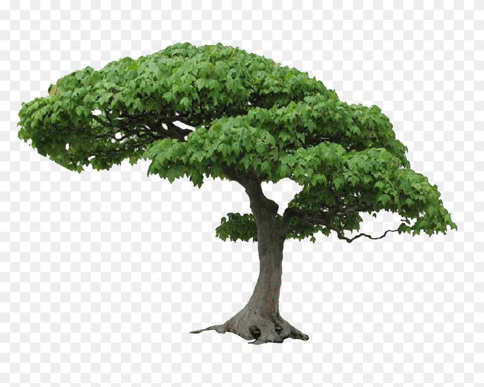Large Green Tree, Plant, Potted Plant, Oak, Sycamore Free Png