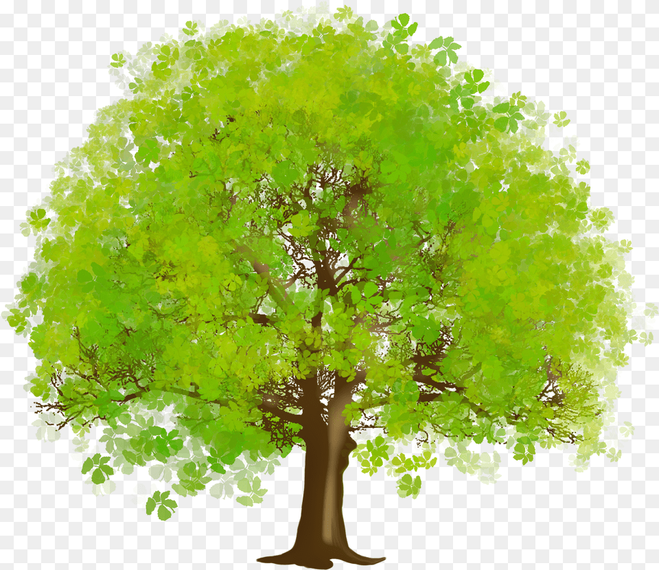 Large Green Tree Clipart Tree Clipart, Sycamore, Maple, Plant, Oak Free Png Download