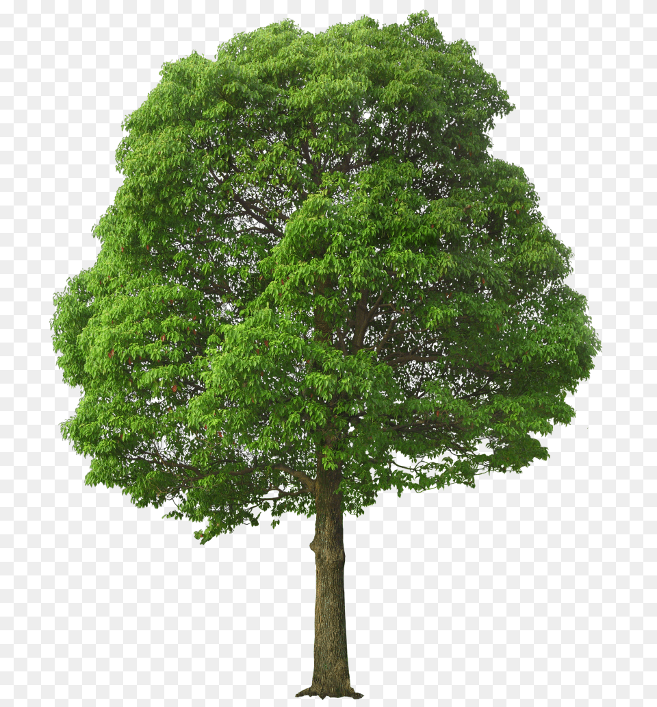 Large Green Tree Picture Tree, Oak, Plant, Sycamore, Tree Trunk Free Transparent Png