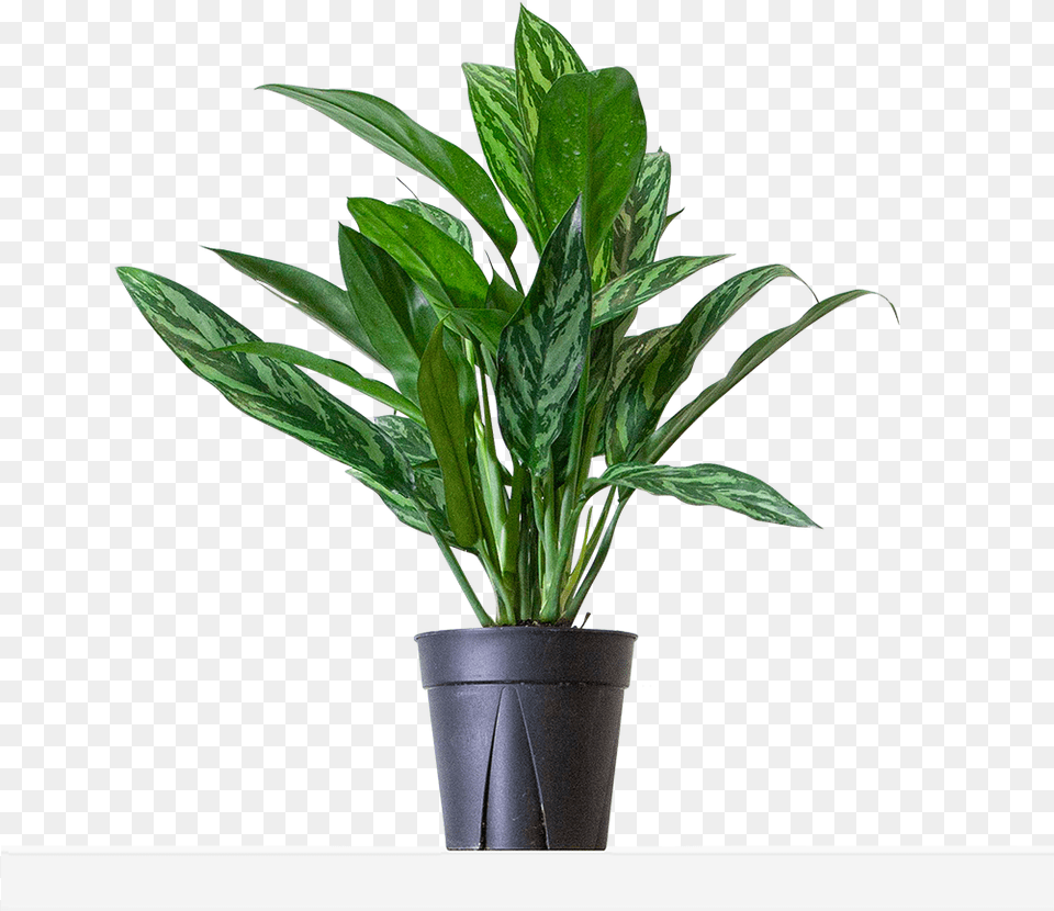 Large Grow Flowerpot, Leaf, Plant, Potted Plant, Flower Free Transparent Png